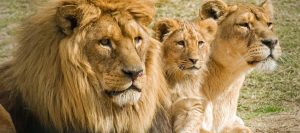 Wildlife safaris kenya