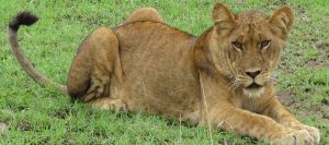 Wildlife Safaris Queen Elizabeth