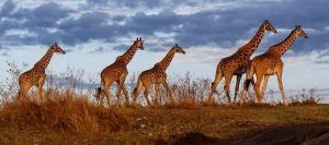 Wildlife Adventure Tours Kenya