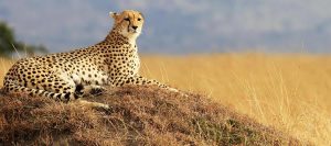 Wildlife Adventures in Kenya