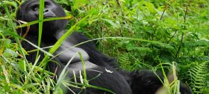 Mountain Gorillas Rwanda