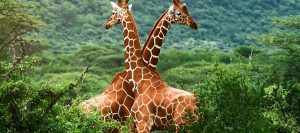 Wildlife Safaris Uganda