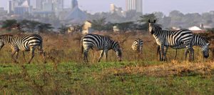 Wildlife Tours Nairobi