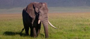 Ngorongoro Crater Tanzania