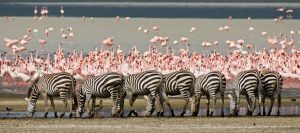 Wildlife Tours Tanzania