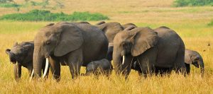 Wildlife Uganda