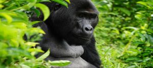 Rwanda Gorilla Trekking Tour