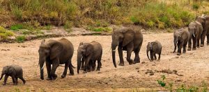 Elephants at Tarangire National Park