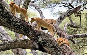 Wildlife tours Tanzania