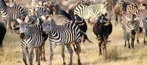 Great Wildebeest Migration Tanzania