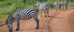 Wildlife Safaris Uganda