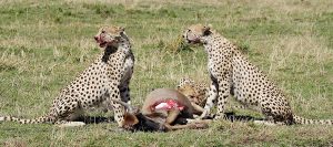Wildlife Adventure Tours Tanzania
