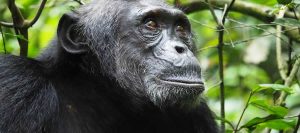 Chimpanzee Tracking Kibale & Ngamba