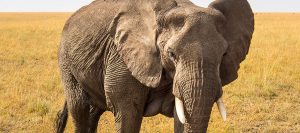 Wildlife Safaris Tanzania