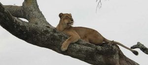 Wildlife Tours Uganda