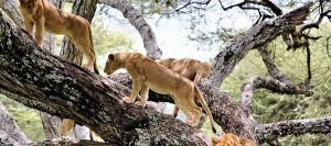 Wildlife Safaris Tanzania