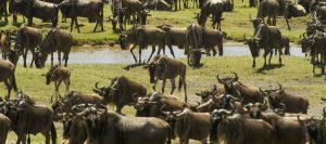 Serengeti National Park Tanzania