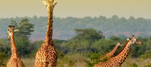 Wildlife Tours Rwanda