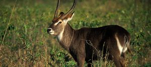 Wildlife Safaris Tanzania