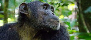 Chimpanzee Tracking Uganda