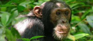 Chimpanzee Tracking Uganda