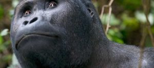Lowland Gorilla Trekking