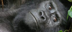 Trekking Gorillas Uganda