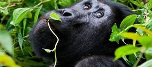 Gorilla Trekking Rwanda