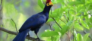 Bird Watching in Uganda