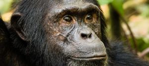 Chimpanzee Tracking Uganda