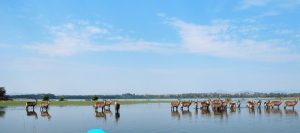 Wildlife Safaris Kenya