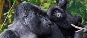 Gorilla Trekking Rwanda