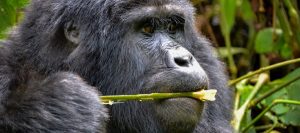 Gorilla Safari Tours