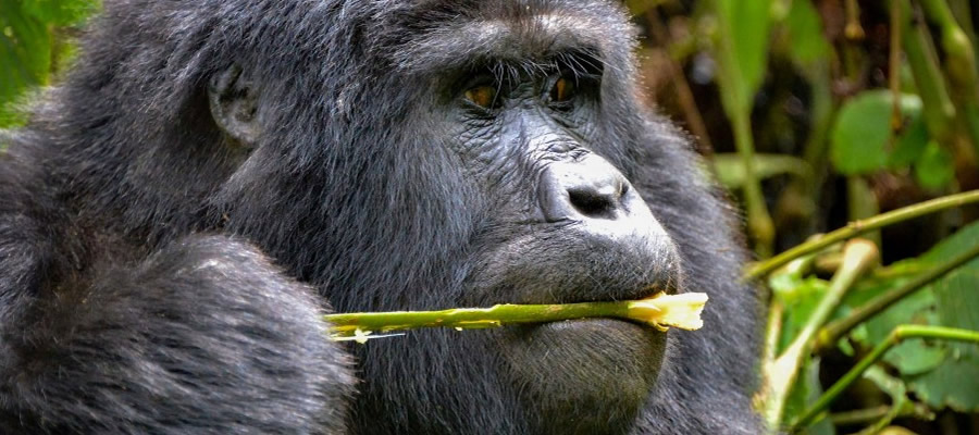 9 Day Uganda Rwanda Gorilla & Chimps | Mum and Dad Uganda Tours 