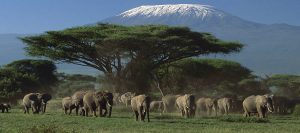 Amboseli National Park