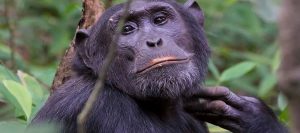 Chimpanzee Safaris Rwanda