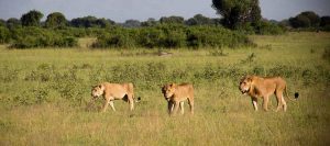 Queen Elizabeth National Park