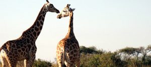 Wildlife Excursions in Uganda