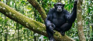 Chimpanzee Tracking in Kibira National Park