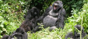 Gorilla Trekking in Mgahinga National Park