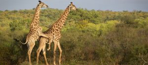 Giraffes in Murchison Falls National Park