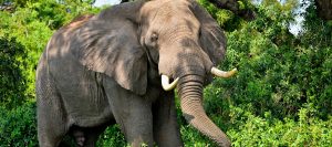Que Ugandaen Elizabeth National Park