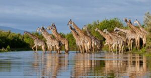 Giraffe -Serengeti entry gate