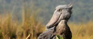 shoe bill at mabamba- Lake victoria