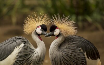 grey-crowned-crane-bird-crane-animal-45853