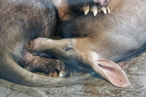 Aardvark (Orycteropus afer) - 7-less known of Tanzania