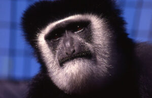 Colobus monkey