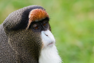 De Brazza’s Monkey-
