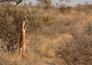 Gerenuk - 7- less known of Tanzania