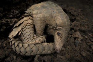 Pangolin (Manis) - 7-less known of Tanzania